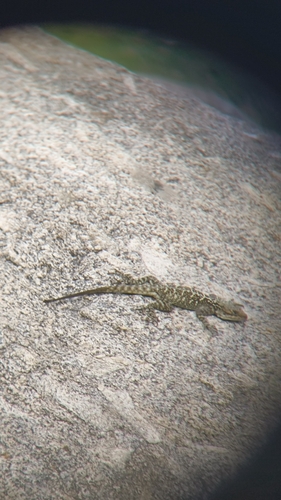 Kashmir Rock Agama