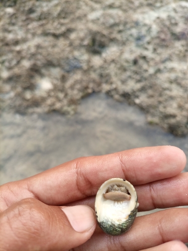 Chamaeleon Nerite
