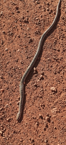 Almaden Ground Snake
