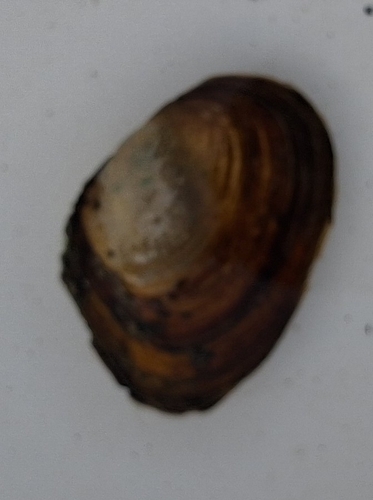 Chinese Pond Mussel