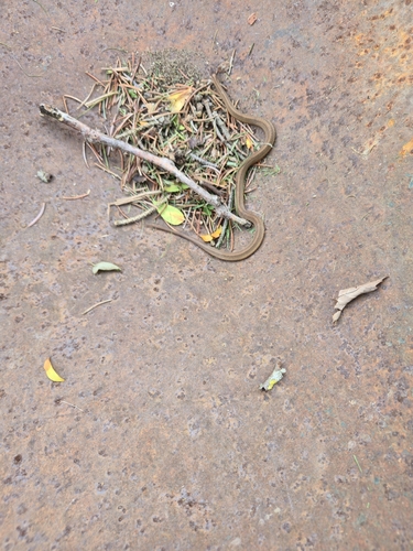 DeKay's Brownsnake