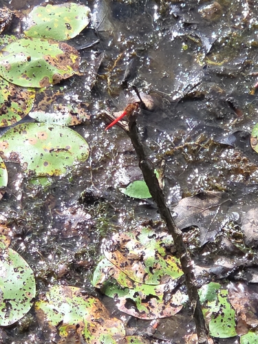 Autumn Meadowhawk