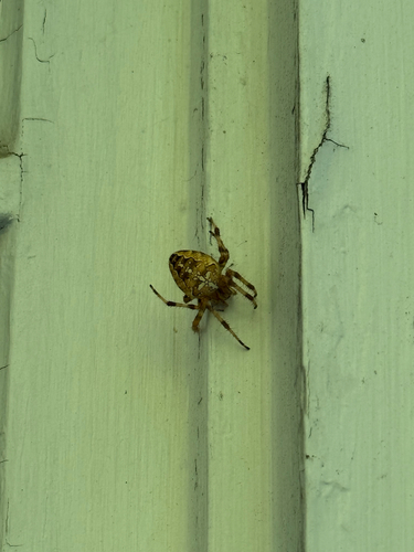 Cross Orbweaver