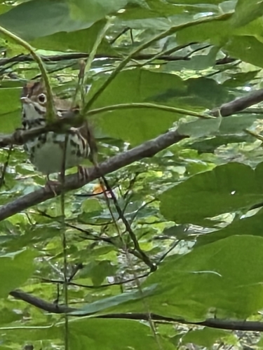 Ovenbird