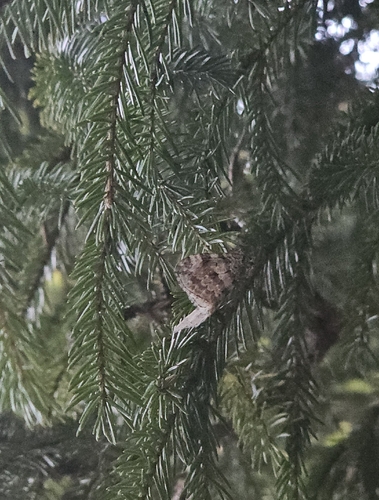 Autumnal Moth