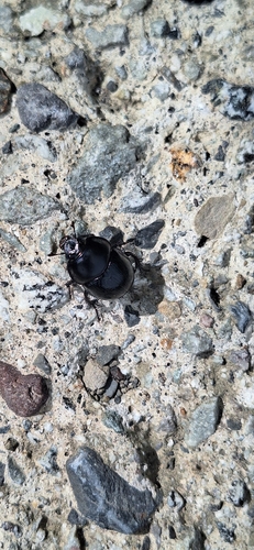 Woodland Dor Beetle
