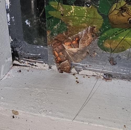 Herald Moth