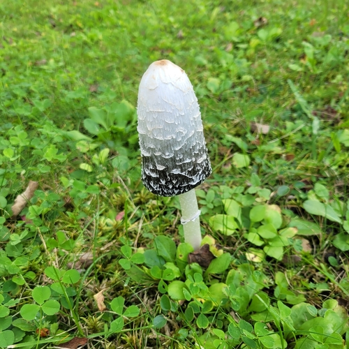 Shaggy Mane