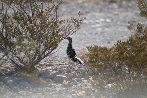 Greater Roadrunner