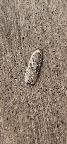 Scotch flat-body