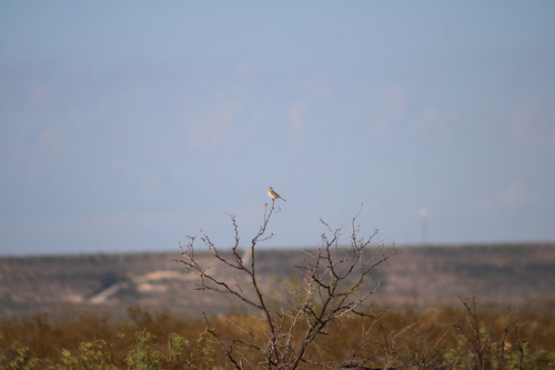 Lark Sparrow