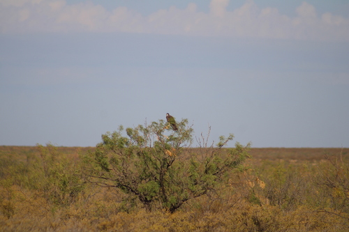 Swainson's Hawk