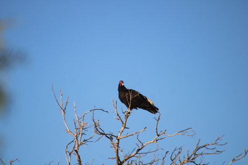 Turkey Vulture