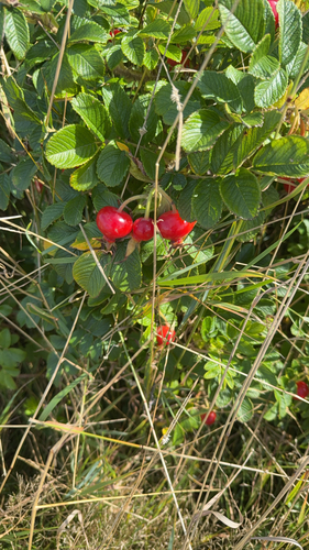 rugosa rose