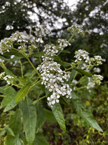 frostweed
