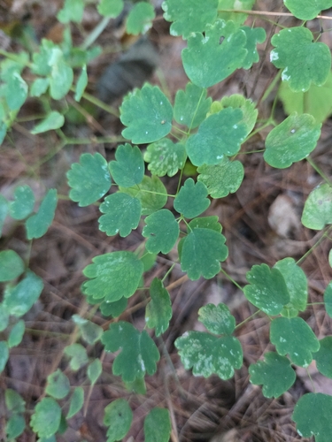 early meadow-rue