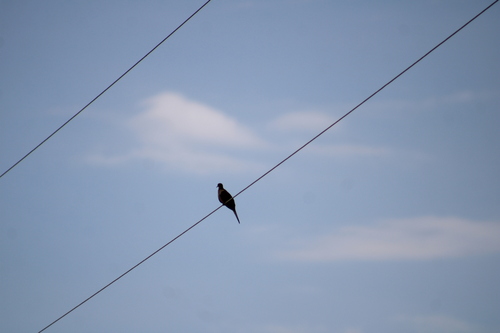 Mourning Dove