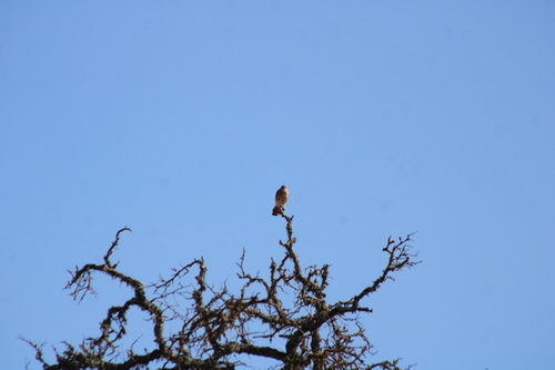 American Kestrel