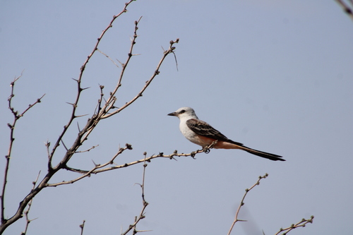 Scissor-tailed Flycatcher