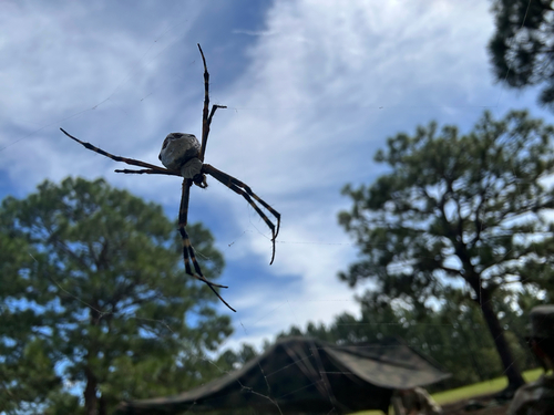 Florida Garden Spider