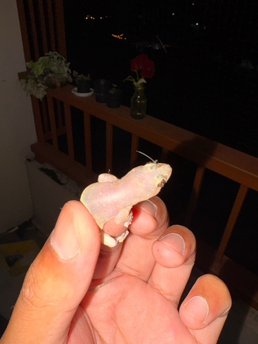 Common Four-clawed Gecko