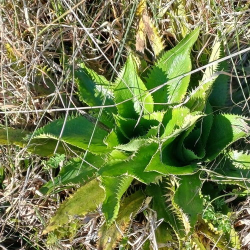 Eryngium serra