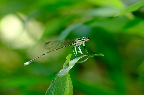 Black-kneed Featherleg