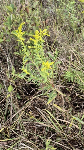 field goldenrod