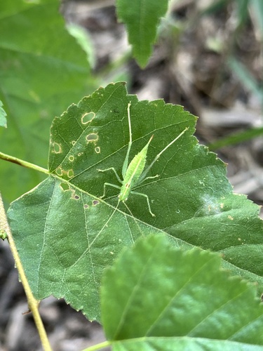Southern Oak Bush-cricket