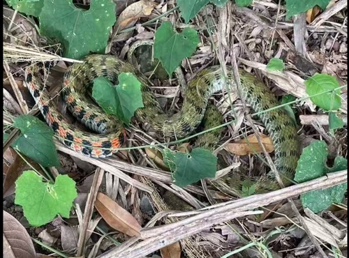 Chinese Tiger Keelback