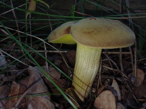 Suede Bolete