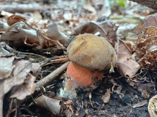 Dotted Stem Bolete