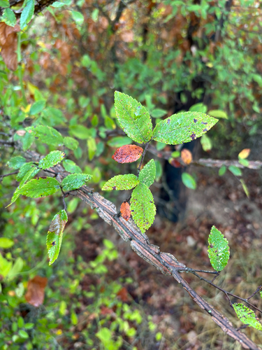 Winged Elm