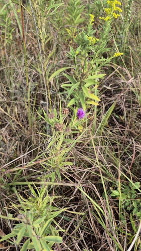 Arkansas Ironweed