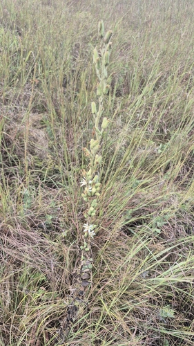 rough rattlesnake root