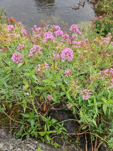 Red Valerian