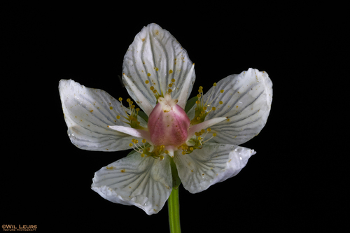 marsh grass-of-Parnassus