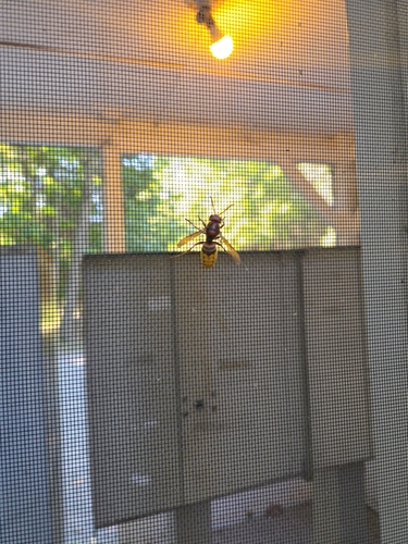 European Hornet