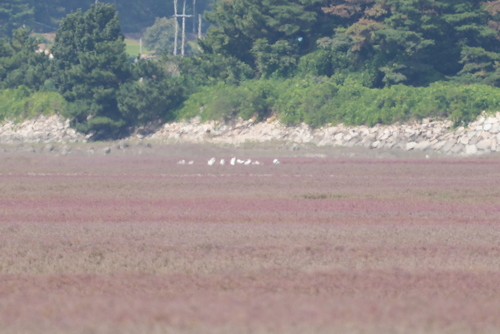 Black-faced Spoonbill