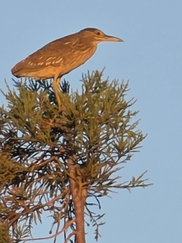 Black-crowned Night Heron