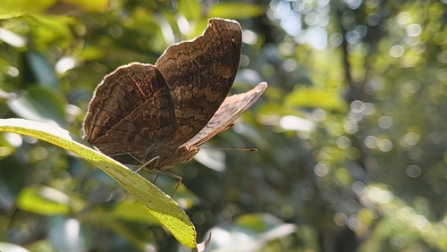 Chocolate Pansy