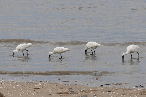 Black-faced Spoonbill