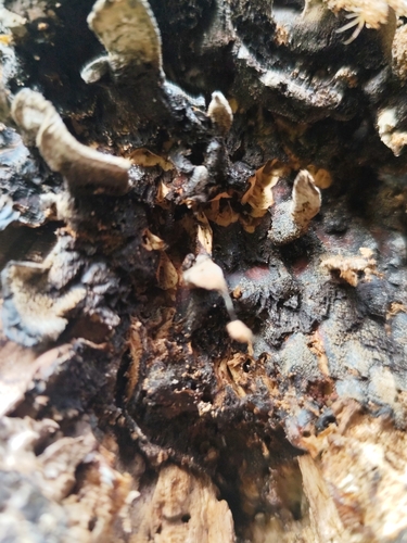 Smoky polypore