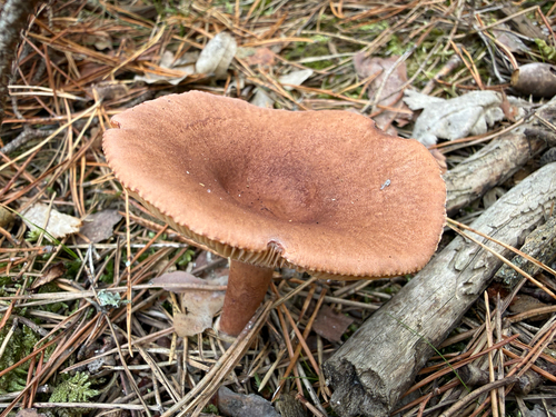 Rufous Milkcap
