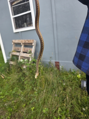 Maritime Garter Snake