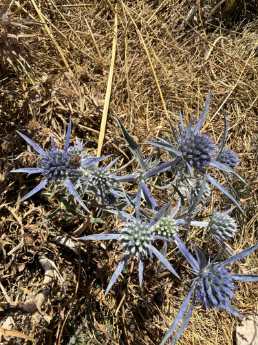 Italian Eryngo