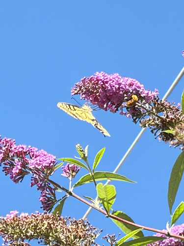 Old World Swallowtail