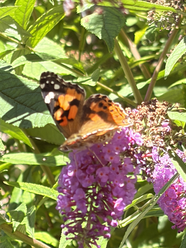 Painted Lady