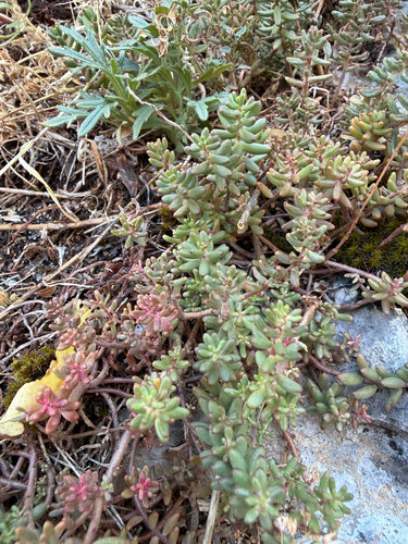 white stonecrop