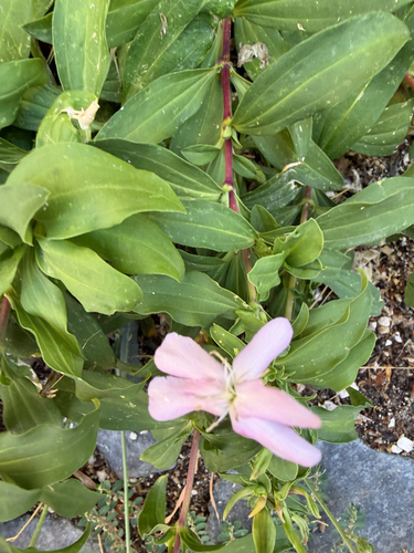 common soapwort